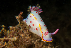 Hypselodoris bennetti