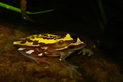 Dendropsophus elegans