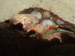 Diacanthurus spinulimanus