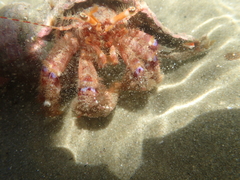 Diacanthurus spinulimanus