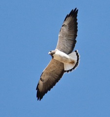 Geranoaetus albicaudatus