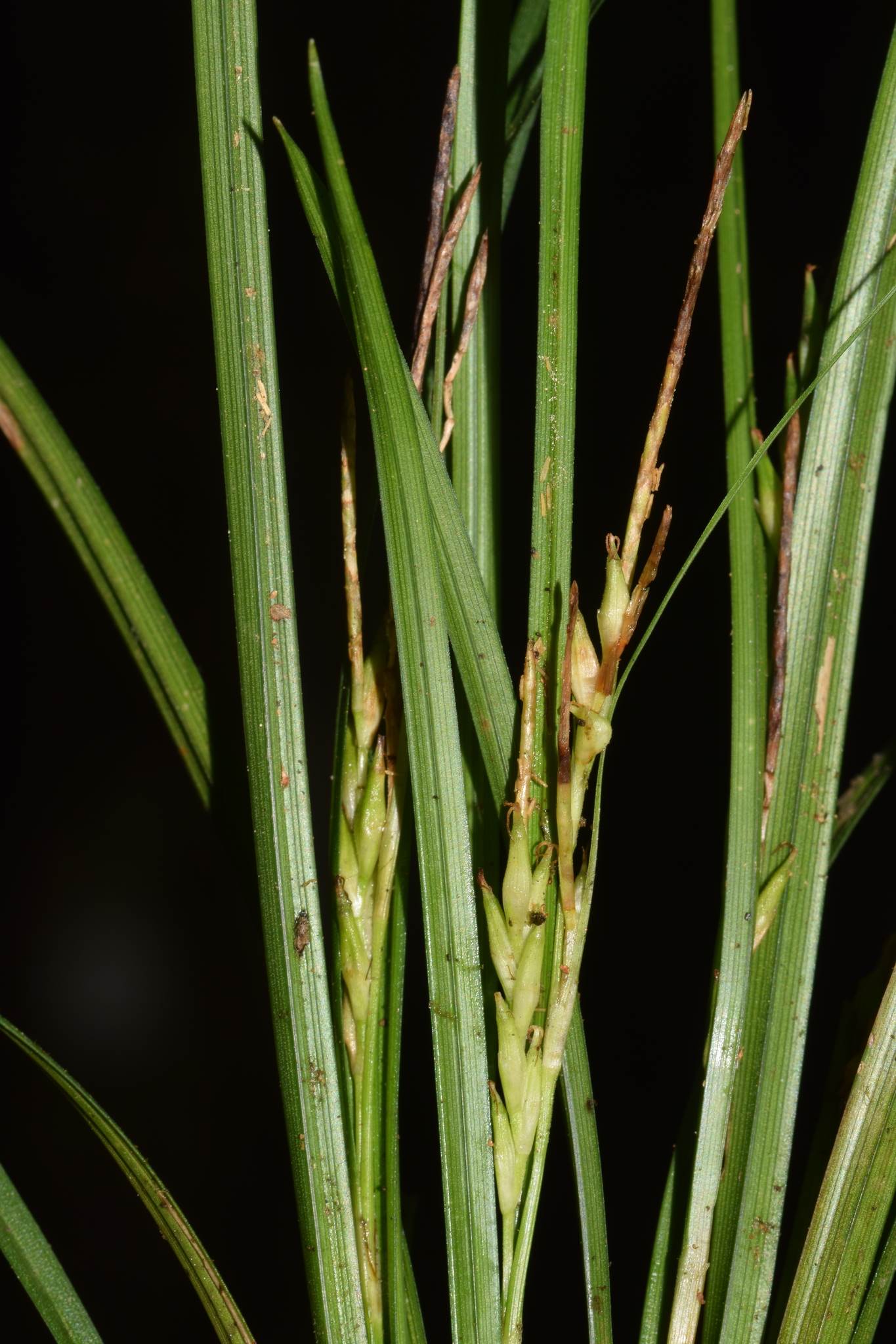 Carex rhynchachaenium
