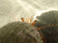 Diacanthurus spinulimanus