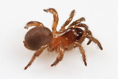 Aliatypus thompsoni