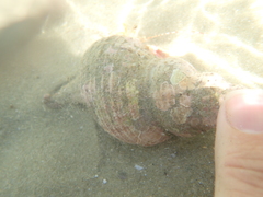 Diacanthurus spinulimanus