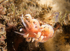 Phyllodesmium poindimiei