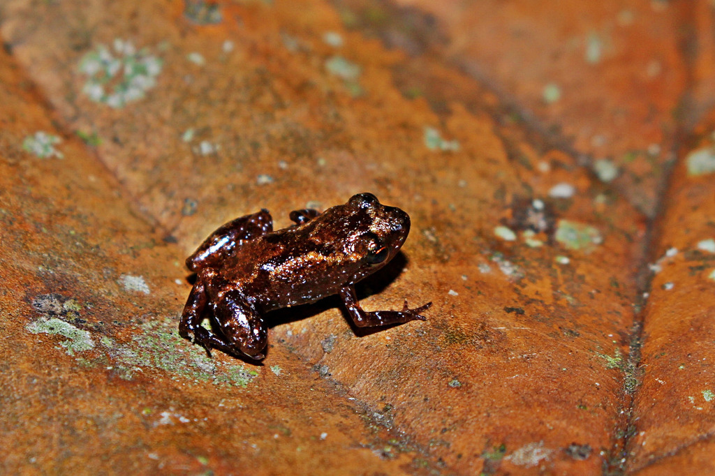 Teresensis Flea Frog