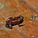 Phyzelaphryninae - Photo (c) Esteban Diego Koch, some rights reserved (CC BY-NC-ND), uploaded by Esteban Diego Koch