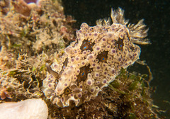 Dendrodoris krusensternii