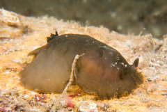 Dendrodoris fumata