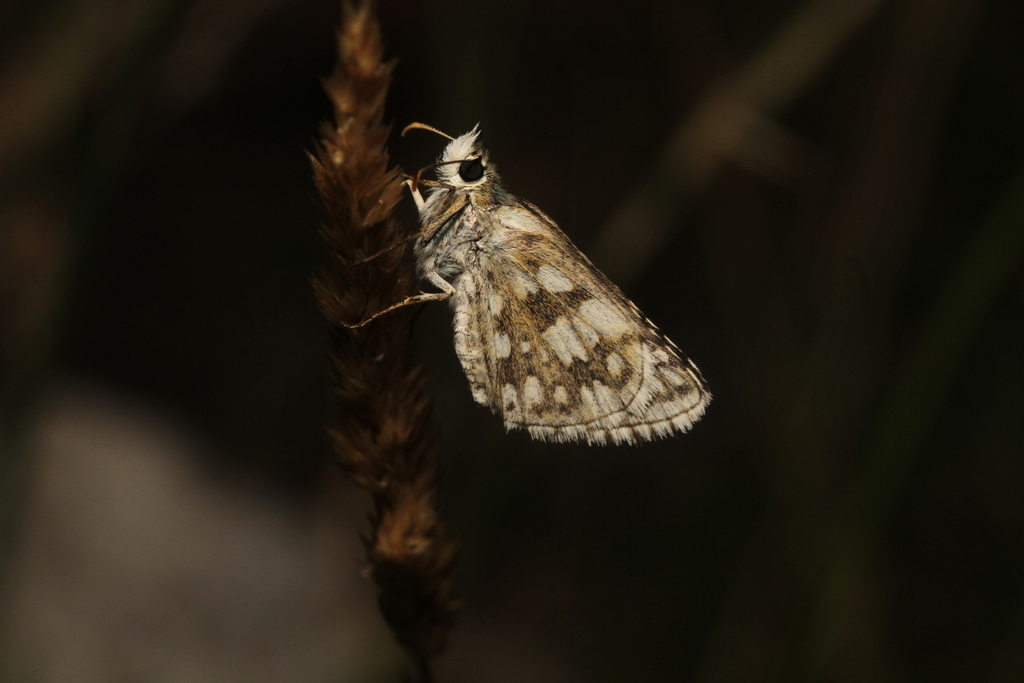 safflower skipper