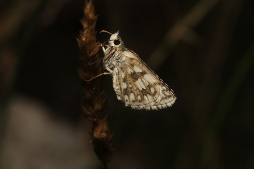 Pyrgus carthami