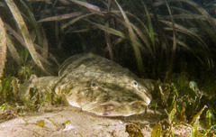 Platycephalus fuscus