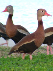Dendrocygna autumnalis