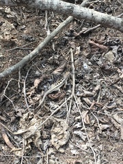 Microlophus occipitalis