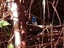 Hypothymis azurea oberholseri