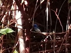 Hypothymis azurea oberholseri