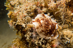 Aphelodoris varia