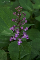 Platanthera shriveri
