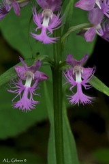 Platanthera shriveri