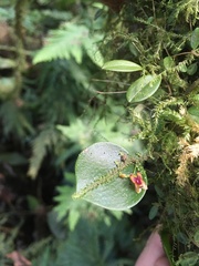 Lepanthes pecunialis