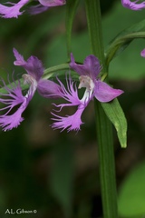 Platanthera shriveri
