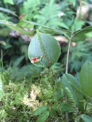 Lepanthes pecunialis