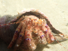 Diacanthurus spinulimanus