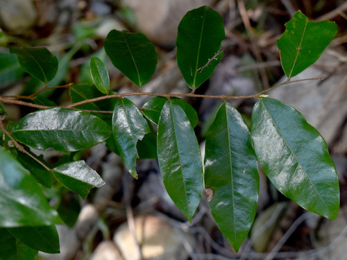 Xylopia maccreae, 2025-08-05