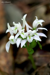 Triphora trianthophoros trianthophoros