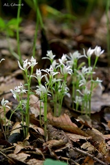 Triphora trianthophoros trianthophoros