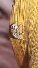 Sumampattus quinqueradiatus