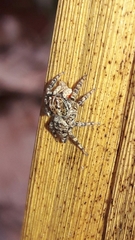 Sumampattus quinqueradiatus