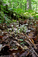 Triphora trianthophoros trianthophoros