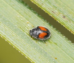Diomus notescens