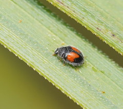 Diomus notescens