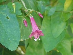 Jacquemontia solanifolia
