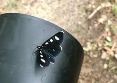 Alypiodes bimaculata