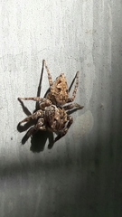 Sumampattus quinqueradiatus