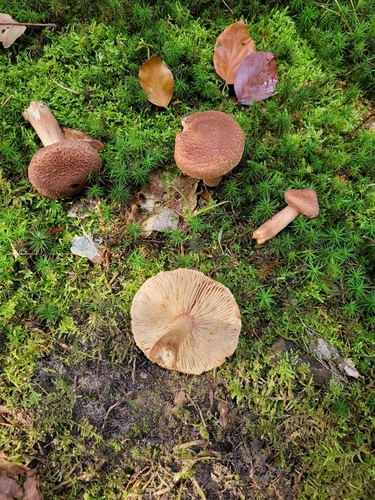 russet scaly tricholoma (Tricholoma vaccinum)