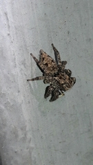 Sumampattus quinqueradiatus