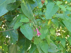 Jacquemontia solanifolia