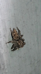 Sumampattus quinqueradiatus