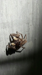 Sumampattus quinqueradiatus