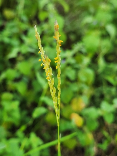 Arthraxon echinatus