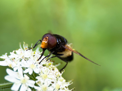 Gemeine Waldschwebfliege