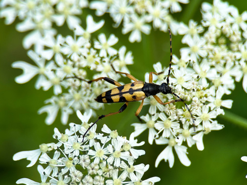 Gefleckter Schmalbock