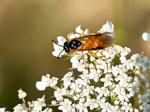 Rosenbürstenhornwespe