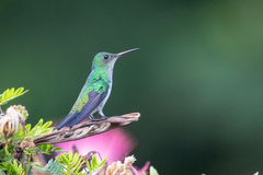 Chrysuronia coeruleogularis