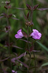 Agalinis auriculata
